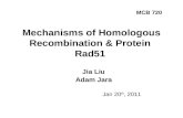 Mechanisms of Homologous Recombination & Protein Rad51 Jia Liu Adam Jara Jan 20 th, 2011 MCB 720.