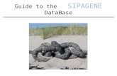 Guide to the SIPAGENE DataBase. Access to SIPAGENE goto:  2 enter your user name 2 enter your user name 3 enter your password 3.