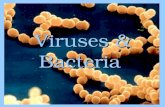 Viruses & Bacteria Viruses & Bacteria. Section 18.1 Summary – pages 475-483 VirusesViruses are nonliving infectious agents composed of nucleic acids enclosed.