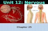 Chapter 25.  Which characteristic of life is an organism’s nervous system related to?