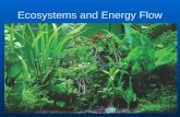 Ecosystems and Energy Flow. Energy Transfer Primary producers Primary producers the trophic level that supports all othersthe trophic level that supports