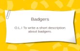Badgers O.L.I To write a short description about badgers.