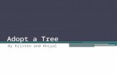 Adopt a Tree By Kristen and Khiyal. Gleditisia triacanthos L. Honeylocust.