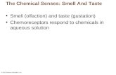 © 2013 Pearson Education, Inc. The Chemical Senses: Smell And Taste Smell (olfaction) and taste (gustation) Chemoreceptors respond to chemicals in aqueous.