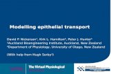 Modelling epithelial transport David P. Nickerson¹, Kirk L. Hamilton², Peter J. Hunter¹ ¹Auckland Bioengineering Institute, Auckland, New Zealand ²Department.