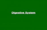 Digestive System. 2 types: Mechanical: Organs physically break food into smaller pieces Chemical: Enzymes break large molecules into smaller molecules.