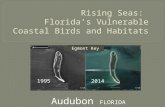 1995 2014 Egmont Key Audubon FLORIDA. Florida’s coastal beaches are prized by millions of people…