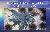 Phylum Echinodermata “spiny” “skin” .