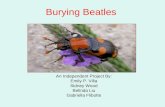 Burying Beatles An Independent Project By: Emily P. Villa Sidney Wood Belinda Liu Gabriella Flibotte.