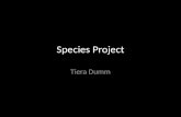 Species Project Tiera Dumm. Endangered Specie of California â€œThe Santa Barbara County population of the California tiger salamander (Ambystoma californiense)