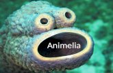 Animelia. Animalia: Evolutionary Origins Animals are heterotrophs All animals are consumers, and some are decomposers The first animals are thought to.