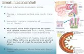 Small Intestinal Wall Mucosa, submucosa,muscularis, serosa Mucosa – increased surface area due to many villi Each villus contains thousands of ___________.
