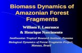 Biomass Dynamics of Amazonian Forest Fragments William F. Laurance & Henrique Nascimento Smithsonian Tropical Research Institute, Panama Biological Dynamics.