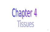4-1. 4-2 Chapter 4 Histology 4-3 Tissues and Histology Tissue Level of Organization –Epithelial –Connective –Muscle –Nervous Histology: Microscopic Study.