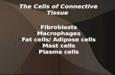 The Cells of Connective Tissue Fibroblasts Macrophages Fat cells/ Adipose cells Mast cells Plasma cells.