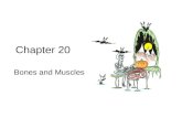 Chapter 20 Bones and Muscles. The Skeletal System The skeletal system consists of two broad divisions: 1.The axial skeleton 2.The appendicular skeleton.