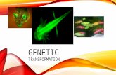 GENETIC TRANSFORMATION. HISTORY OF TRANSFORMATION 1928 – Fredrick Griffth first described transformation  Pneumococcus bacteria (pneumonia) and mice.