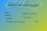 TYPES OF WETLANDS BOG MARSH SWAMP PRAIRIE POT HOLES VERNAL POOLS SLOUGH FEN.