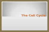The Cell Cycle. Life Cycle of a Cell Before a growing cell becomes too large it divides The division results in two essentially identical cells called.