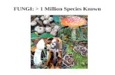 FUNGI: > 1 Million Species Known. 16 Agents of Decomposition Saprophytes Detritivores.