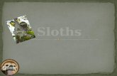 Intro Sloths habitat Sloth species Baby sloths 10 Facts Table Front cover History of sloths websites.