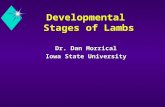 Developmental Stages of Lambs Dr. Dan Morrical Iowa State University