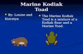 Marine Kodiak Toad By: Louise and By: Louise andKierstyn The Marine Kodiak Toad is a mixture of a Kodiak Bear and a Marine Toad.