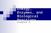 Energy, Enzymes, and Biological Reactions Chapter 4.