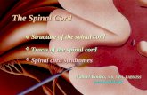 The Spinal Cord  Structure of the spinal cord  Tracts of the spinal cord  Spinal cord syndromes The Spinal Cord  Structure of the spinal cord  Tracts.