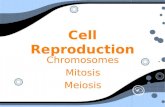 Cell Reproduction Chromosomes Mitosis Meiosis Chromosomes Mitosis Meiosis