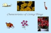 Characteristics of Living Things. Characteristics of ALL Living Things.