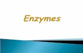 1. Proteins  Enzymes are specialized Proteins Catalysts  Act as Catalysts to accelerate a reaction  Not permanently  Not permanently changed in the.