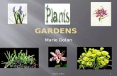 Marie Dolan 1.  Vegetable garden  Botanical garden  Wild garden  Japanese garden Marie Dolan2.