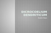 Austin Keys.  Phylum: Platyhelminthes  Class: Trematoda  Order: Plagiorchiida  Family: Dicrocoeliidae  Genus: Dicrocoelium  Species: Dicrocoelium.