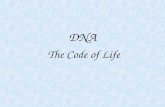 DNA The Code of Life. Topics Covered The DNA Molecule DNA Replication How DNA works Transcription Translation.