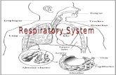 I. Respiratory System A. Structures / Functions 1. Nasal Cavity – warm, moisten and filter airNasal Cavity Mucus, hairs = trap dust, dirt and pathogens.