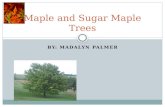 BY: MADALYN PALMER Maple and Sugar Maple Trees. Maple Trees Most maple trees are grown in the USA. Their height is 20-70 feet. Maple trees uses are wood,