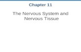 Chapter 11 The Nervous System and Nervous Tissue.