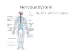 Nervous System By: Ms. Wetherington. Review What is a neuron? Synaps? Synaptic cleft, pre and post synaptic cells Myelin Cells – CNS: Oligodendrocyte.