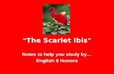 â€œ The Scarlet Ibis â€‌ Notes to help you study by English 9 Honors