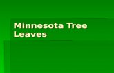 Minnesota Tree Leaves.  Green Ash  Pinnate compound leaf, 5-9 leaflets,  White colored wood used to make baseball bats, skis.