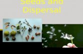 Seeds and Dispersal. Seed- an undeveloped plant with stored food sealed in a protective coating. Seed Coat Leaf Root Stem.