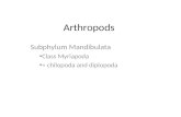 Arthropods Subphylum Mandibulata Class Myriapoda = chilopoda and diplopoda.