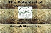 The Potential of Perennials The Land Institute’s Quest to Redeem Agriculture through Bio-mimicry.
