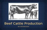 Beef Cattle Production An Introduction cow_calf_pair.gif.