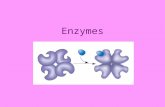 Enzymes. Characteristics of Enzymes 1.Proteins 2.Catalysts a.Speed up chemical reactions without being used up.