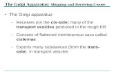 The Golgi apparatus – Receives (on the cis-side) many of the transport vesicles produced in the rough ER – Consists of flattened membranous sacs called.