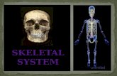 Skeletal system is the system of bones, associated cartilages and joints of human body. Together these structures form the human skeleton. Skeleton
