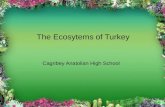 The Ecosytems of Turkey Cagribey Anatolian High School.