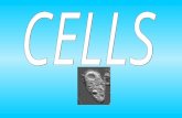 Cytoplasm: Gel-like material inside cells Cell Membrane: “GATE KEEPER”— Controls what goes in and out Clip.